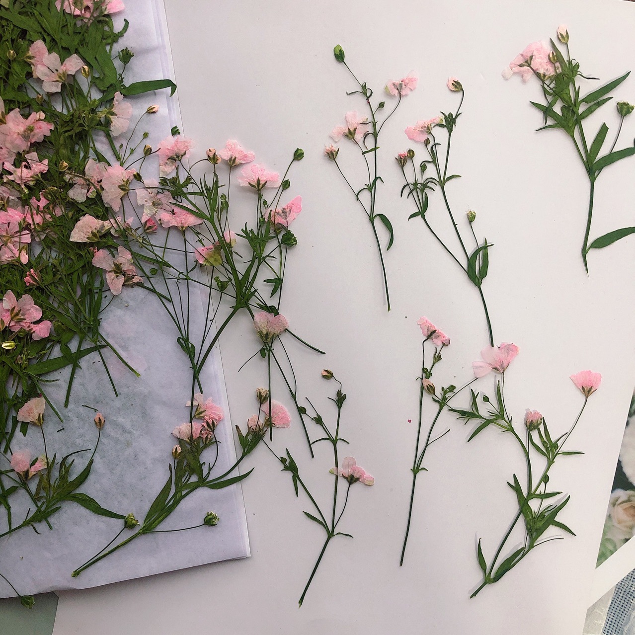 Dried Flower Bookmark - 12 шт. 5-6 см сухая цветочная