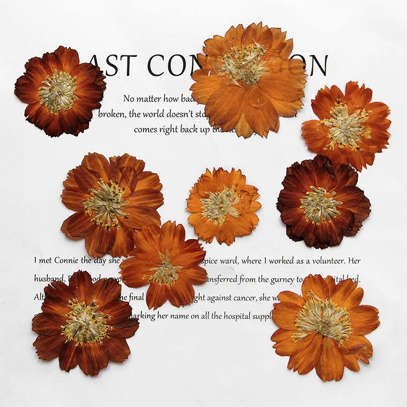 Dried Flower Bookmark - 12 шт./3-5 см, природное прессованное хризантема