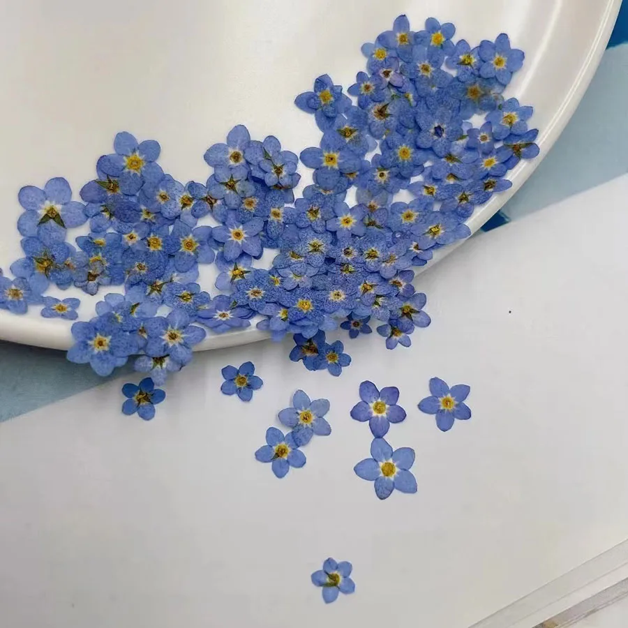 Натуральные прессованные сушен – обзор и цена Dried Flower Bookmark