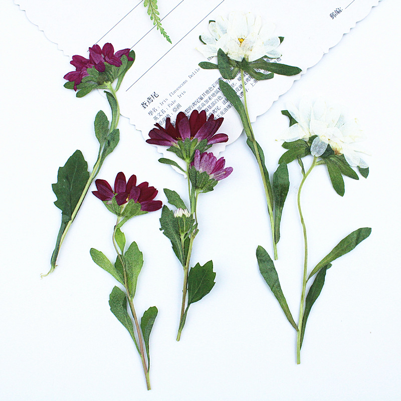 24 шт., миниатюрные прессованн – обзор и цена Dried Flower Bookmark